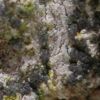 Lecanographa amylacea morph violaceofusca
